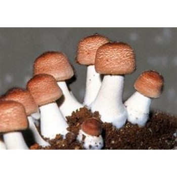 Mushroom Grain Master spawn Bag 1.7KG Agaricus subrufescens / Almond Mushroom /  blazei - FREE SHIPPING - 