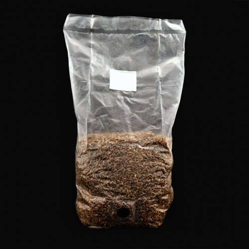 Mushroom Spawn Bags for Growing Mushrooms on Grain or Sawdust  Fungi Ally