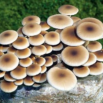 Mushroom spawn bag 1.7KG  Agrocybe aegerita Swordbelt - Black poplar  - FREE SHIPPING