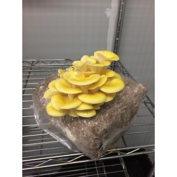 Mushroom Grain master Spawn bag 1.7KG Pleurotus citrinopileatus AM1 - Yellow oyster - FREE EXPRESS SHIPPING