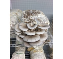Mushroom Spawn Bag 1.7kg  Pleurotus ostreatus Grey Oyster BEST YIELDING  - FREE SHIPPING 