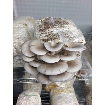 Mushroom Grain master Spawn Bag 1.7KG Pleurotus ostreatus Grey Oyster BEST YIELDING  - FREE EXPRESS SHIPPING 