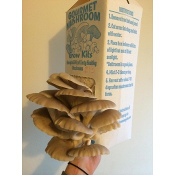 Mushroom Spawn bag 1.7kg  Pleurotus ostreatus Tan Oyster - FREE SHIPPING