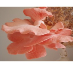 Mushroom Spawn bag 1.7kg -  Pleurotus djamor Pink oyster (needs temps over 18 to grow) - FREE SHIPPING