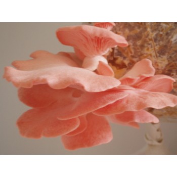 Mushroom grain master Spawn bag 1.7KG - Pink oyster   - FREE EXPRESS SHIPPING 