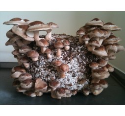 Mushroom Kit - Shiitake (Lentinula edodes) - FREE Shipping 