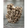 Mushroom grain master spawn Bag 1.7KG Shiitake 3782  made to order - FREE EXPRESS SHIPPING