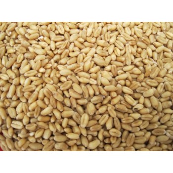 Wheat Grain 5KG Bag